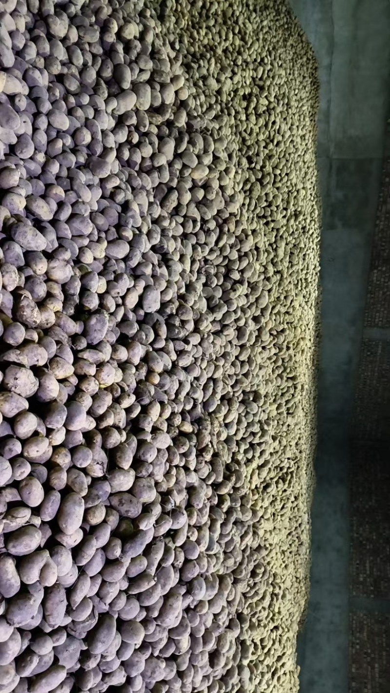 陇薯7号优质种薯，淀粉含量高，产量稳定订单火热，欲购从速