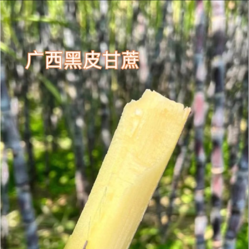广西黑皮甘蔗脆甜多汁万亩基地持续供应欢迎来电咨询