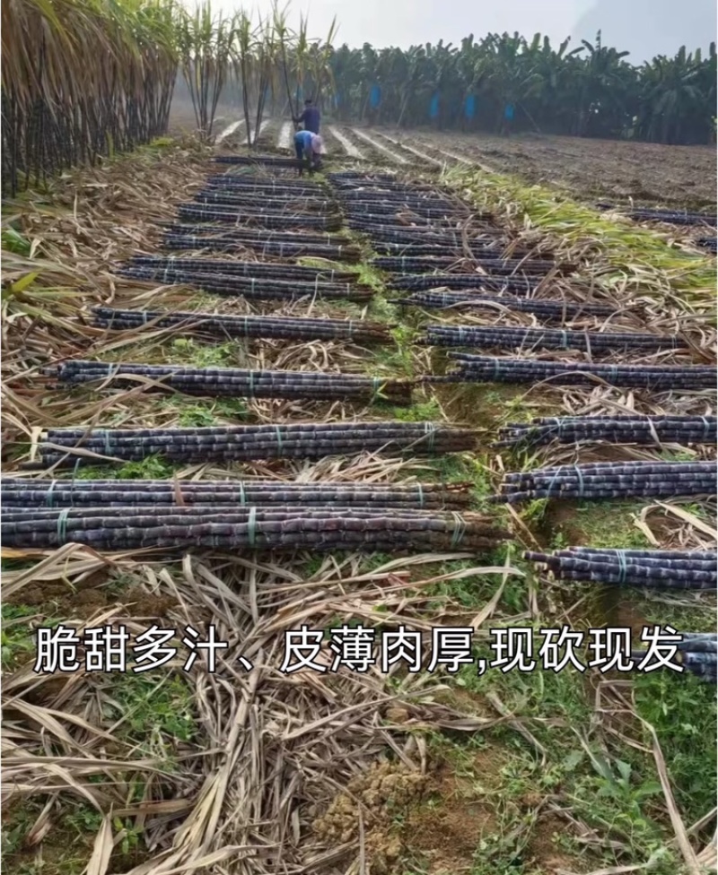 广西黑皮甘蔗脆甜多汁万亩基地持续供应欢迎来电咨询