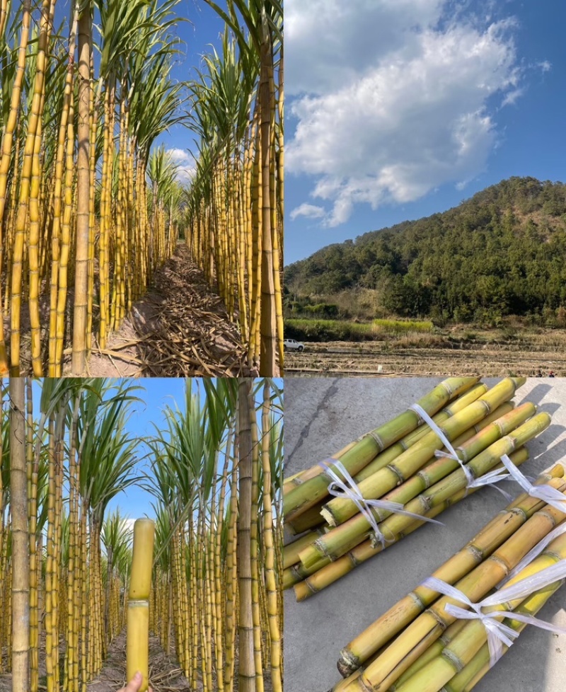 黄金甘蔗广西黄皮甘蔗脆甜多汁基地直发保证品质