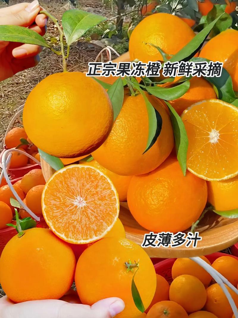 《精选》爱媛果冻橙，果靓味甜价优，一手产地货源