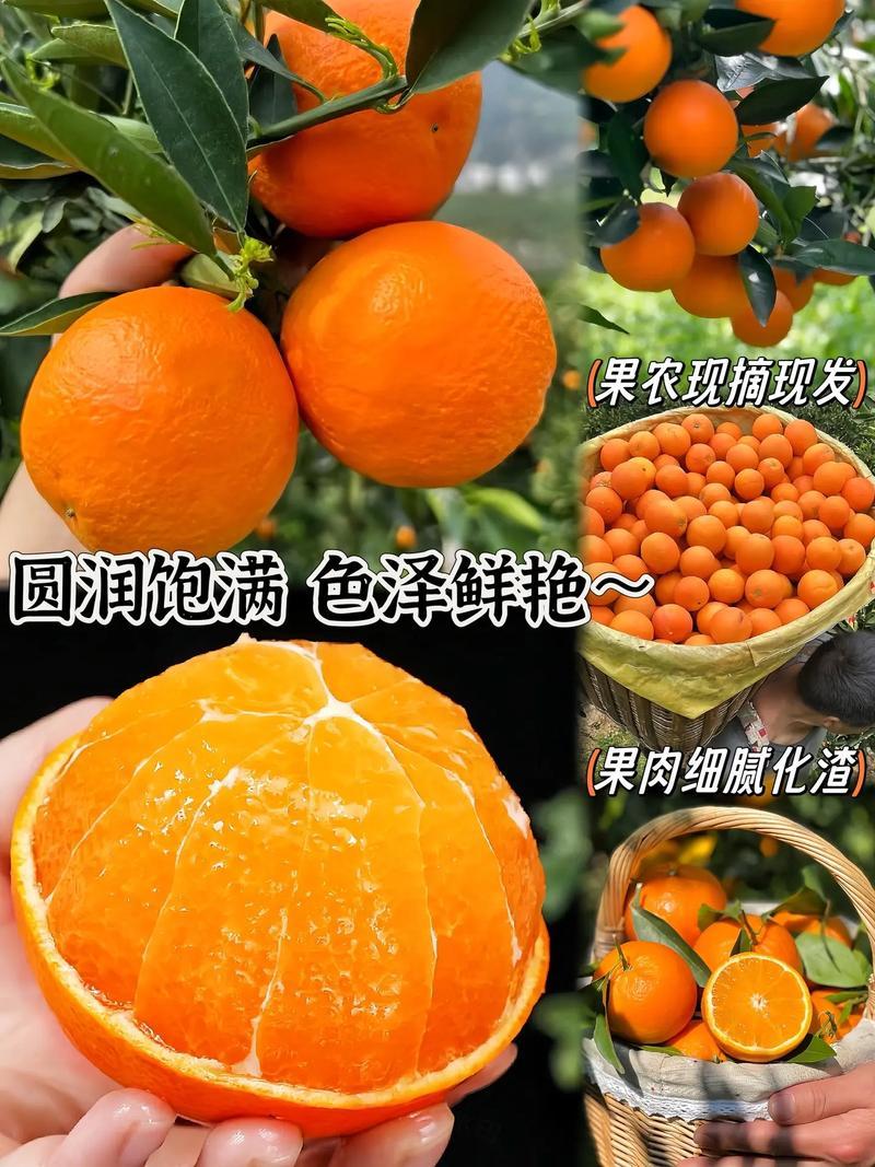 《精选》爱媛果冻橙，果靓味甜价优，一手产地货源