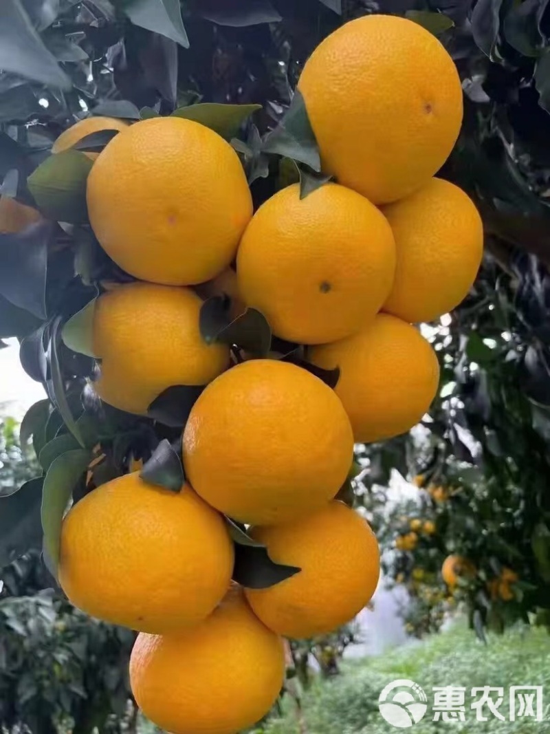 《精选》爱媛果冻橙，果靓味甜价优，一手产地货源