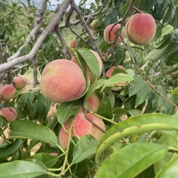 精品沂蒙山冬桃大量上市纯甜价格便宜货源充足