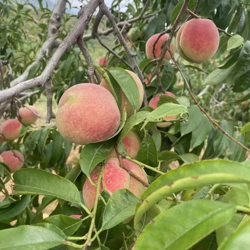 精品沂蒙山冬桃大量上市纯甜价格便宜货源充足