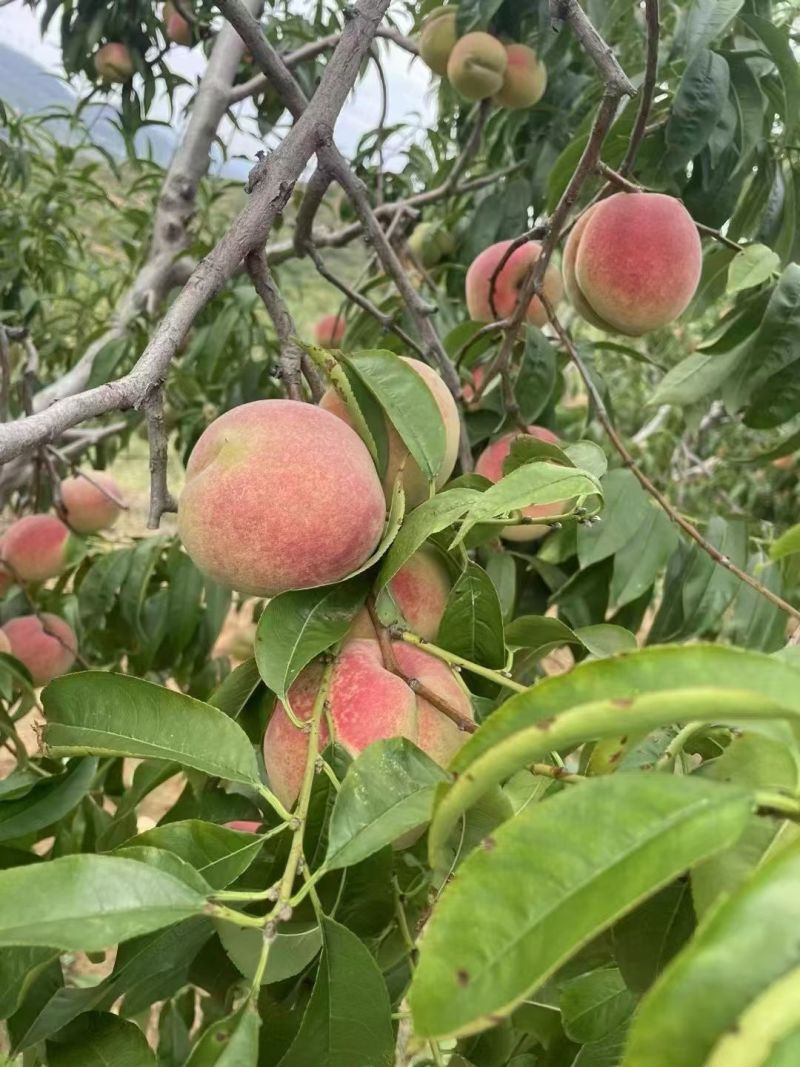 精品沂蒙山冬桃大量上市纯甜价格便宜货源充足