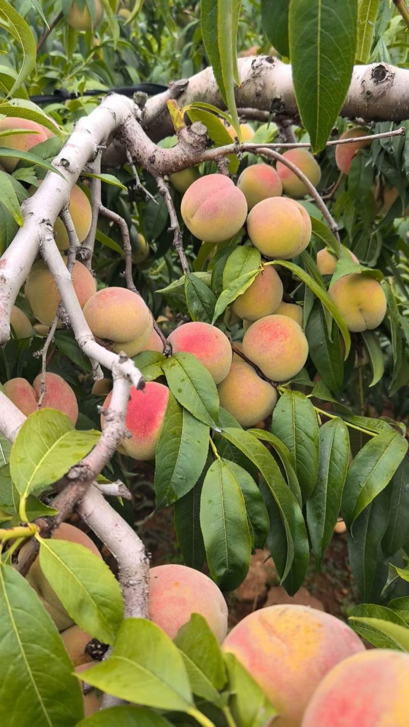 精品沂蒙山冬桃大量上市纯甜价格便宜货源充足
