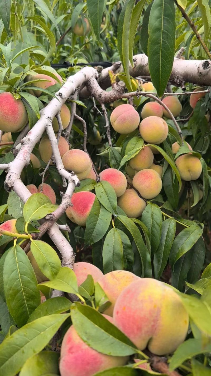 精品沂蒙山冬桃大量上市纯甜价格便宜货源充足