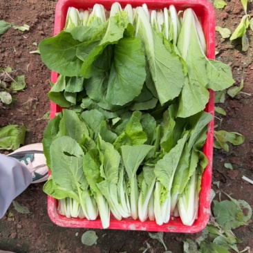 奶白菜