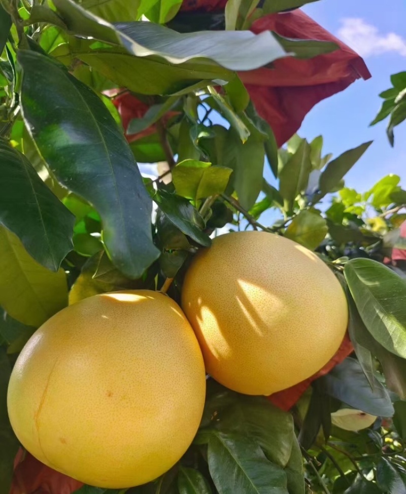 蜜柚广西蜜柚皮薄甜度高万亩果园持续供应代发全国
