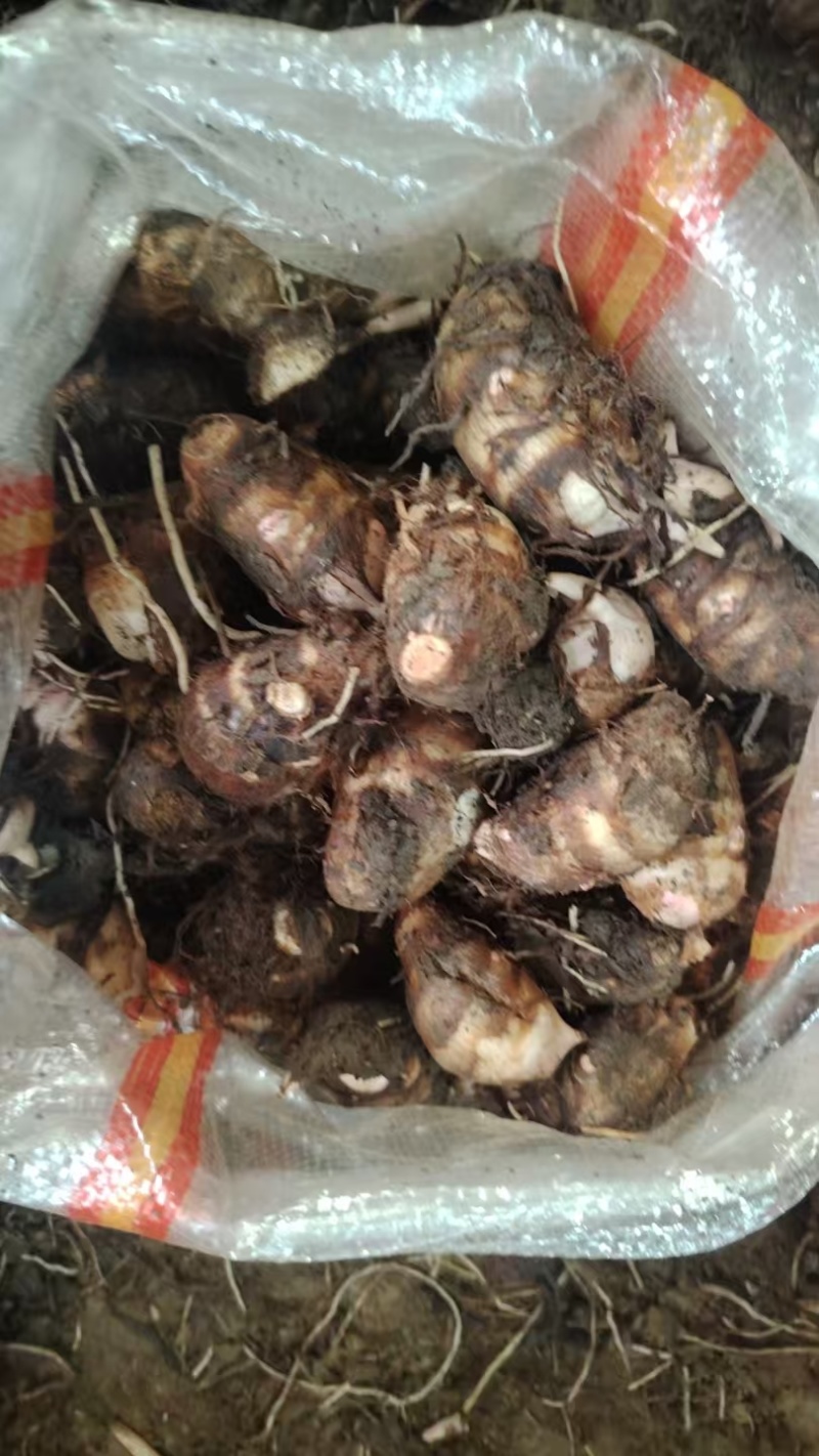 河南红香芋头香甜可口价格美丽质量好走货快欢迎询价正在热卖
