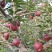 【新鲜直达】甘肃花牛苹果产地直发稳定供应欢迎来电咨询