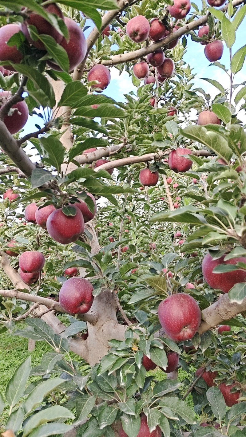 【新鲜直达】甘肃花牛苹果产地直发稳定供应欢迎来电咨询
