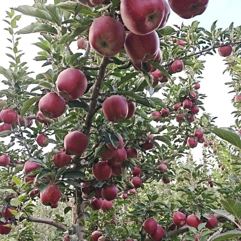 【新鲜直达】甘肃花牛苹果产地直发稳定供应欢迎来电咨询
