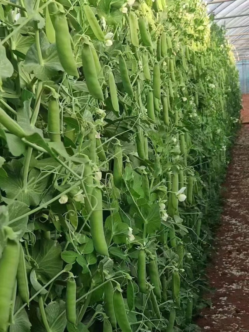 豌豆种子台湾长寿仁豌豆种子山地大王豌豆水果豆种子