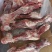 龙大后腿骨，带肉多，带骨髓，价格便宜，个头均匀