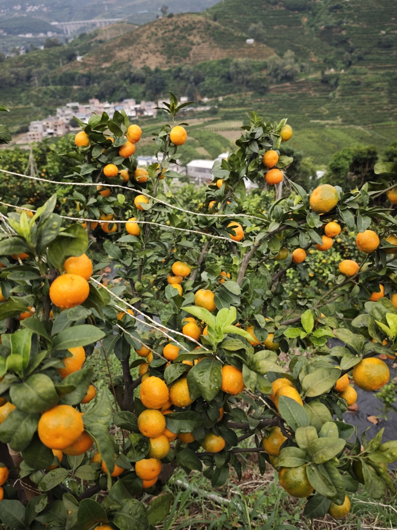 湖北产地，湖北蜜橘，薄皮细皮，果黄叶绿，代办代发整车运输