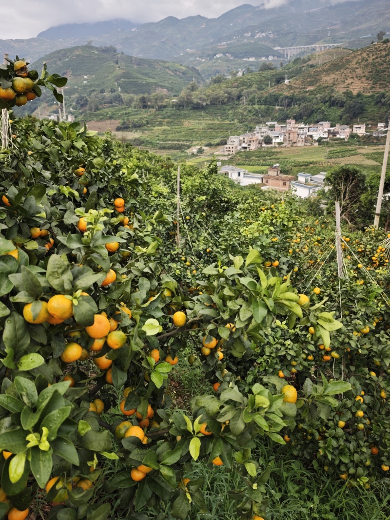湖北产地，湖北蜜橘，薄皮细皮，果黄叶绿，代办代发整车运输