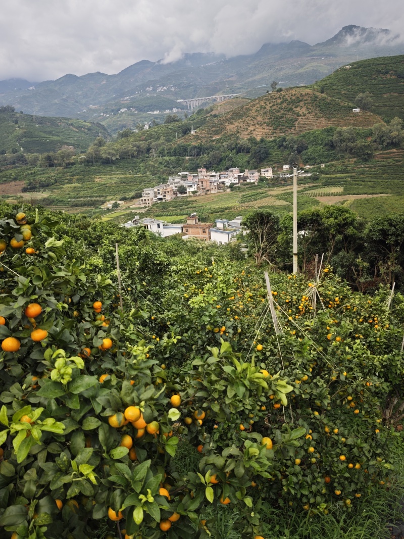 湖北产地，湖北蜜橘，薄皮细皮，果黄叶绿，代办代发整车运输