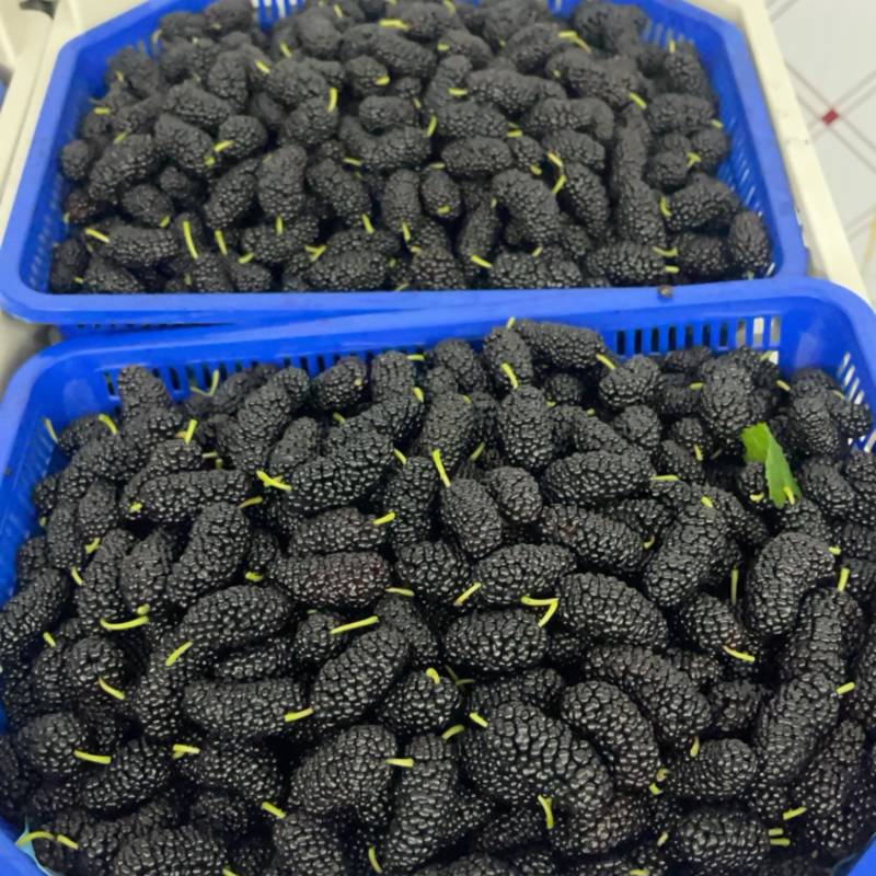 精品反季节桑葚