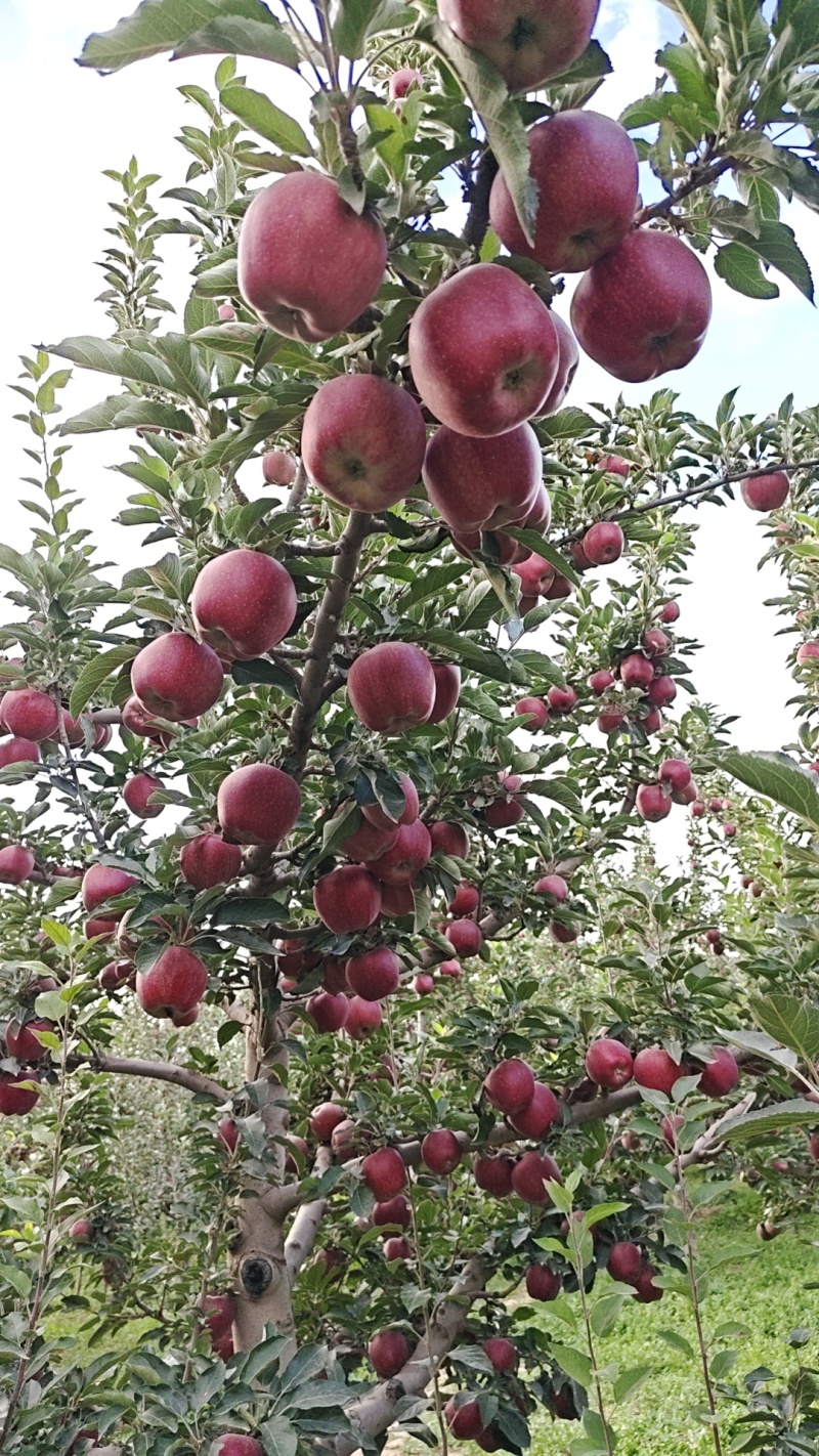 【新鲜直达】甘肃花牛苹果产地直发稳定供应欢迎来电咨询