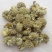 绿萝花西藏优质绿萝花散装批发零售