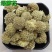 绿萝花西藏优质绿萝花散装批发零售