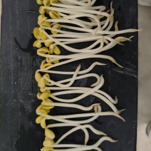 ***山泉水黄豆芽生产基地