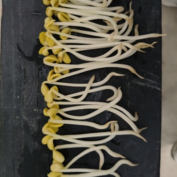 ***山泉水黄豆芽生产基地