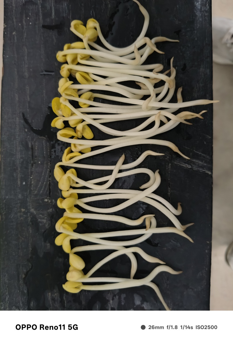 ***山泉水黄豆芽生产基地