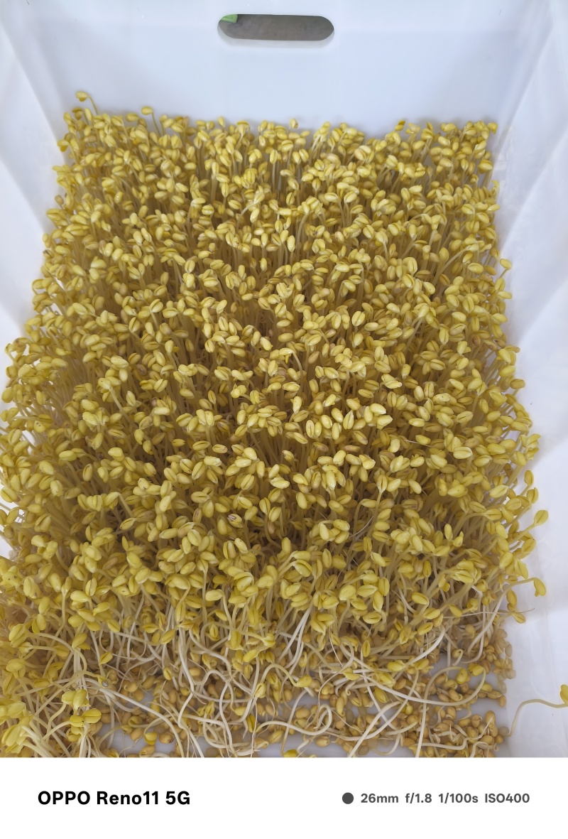 ***山泉水黄豆芽生产基地