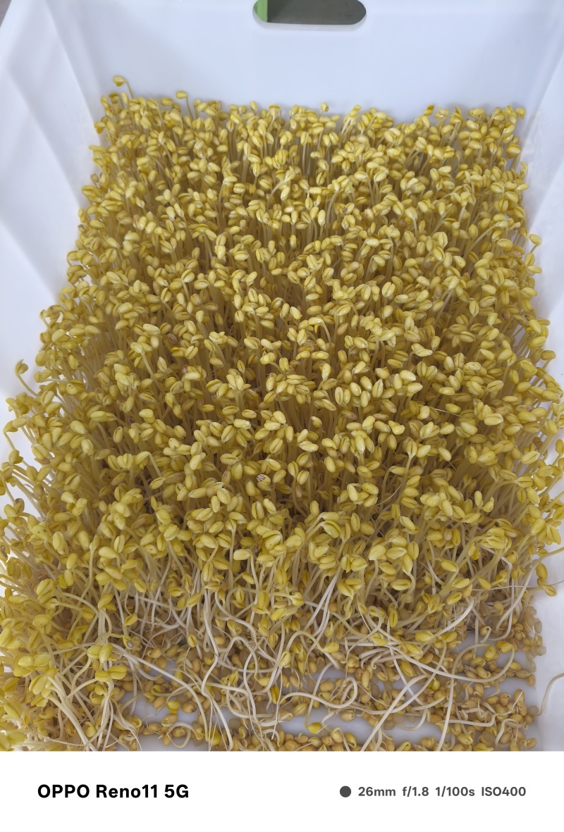 ***山泉水黄豆芽生产基地
