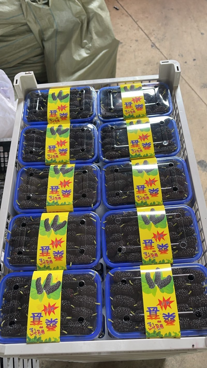 精品反季节桑葚