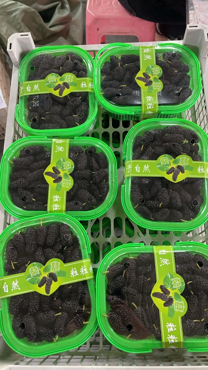 精品反季节桑葚