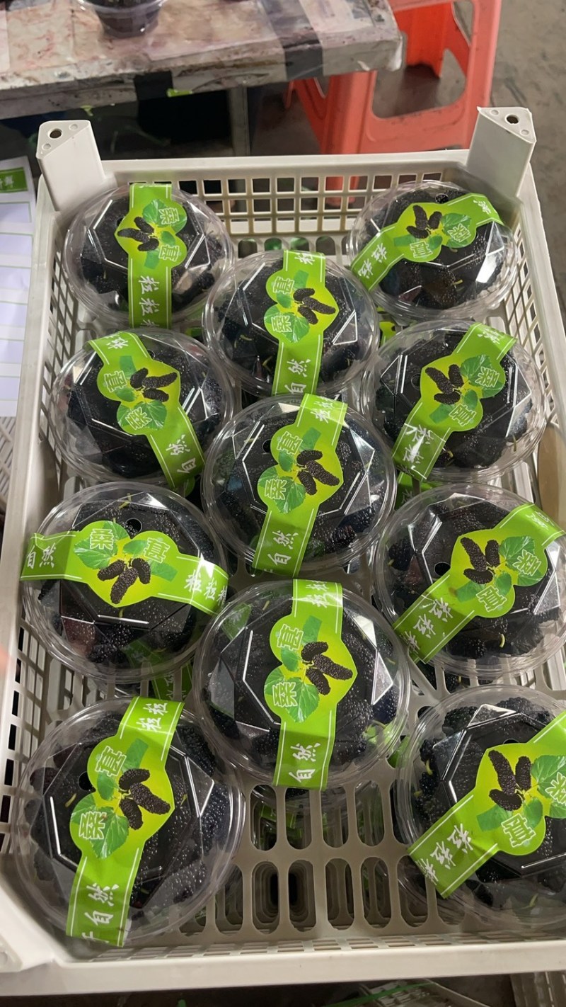 精品反季节桑葚