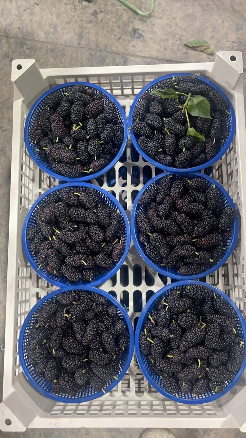 精品反季节桑葚