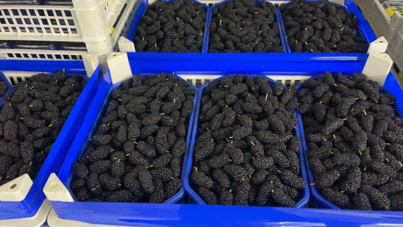 精品反季节桑葚