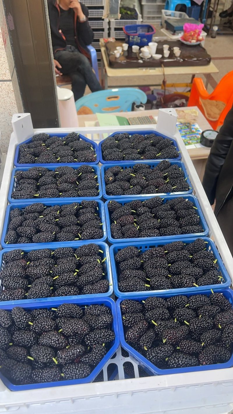 精品反季节桑葚