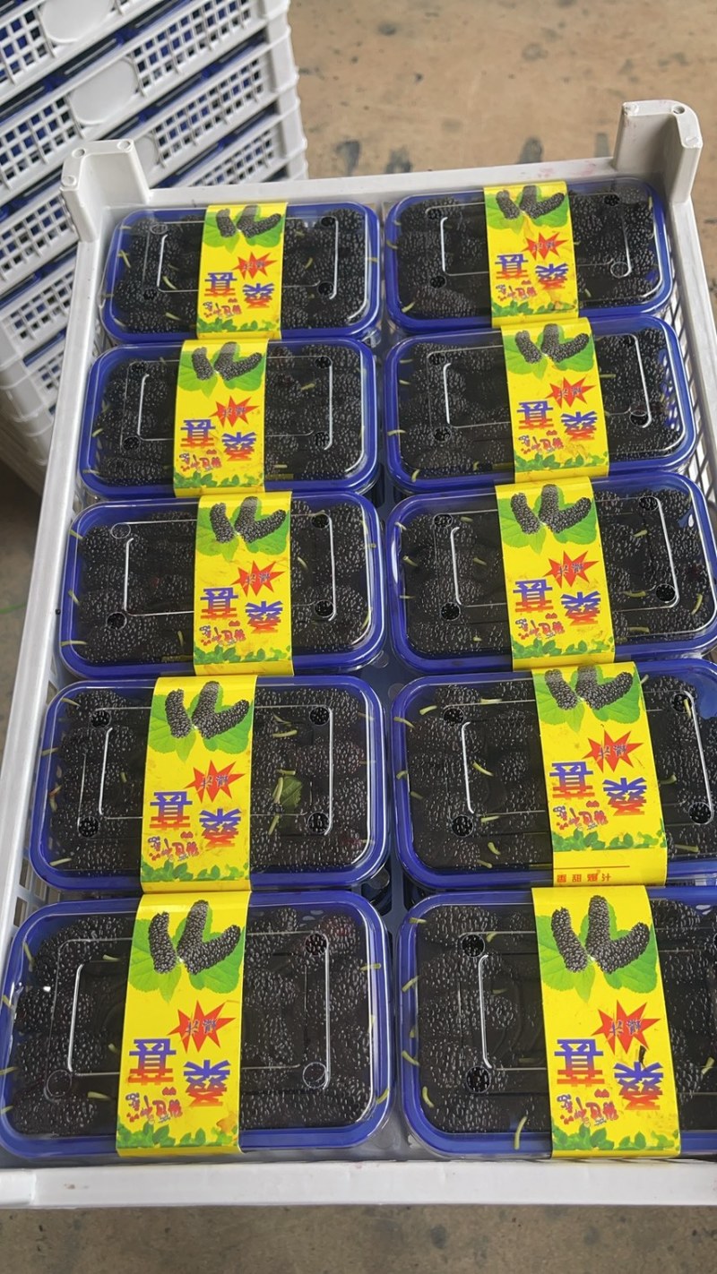 精品反季节桑葚