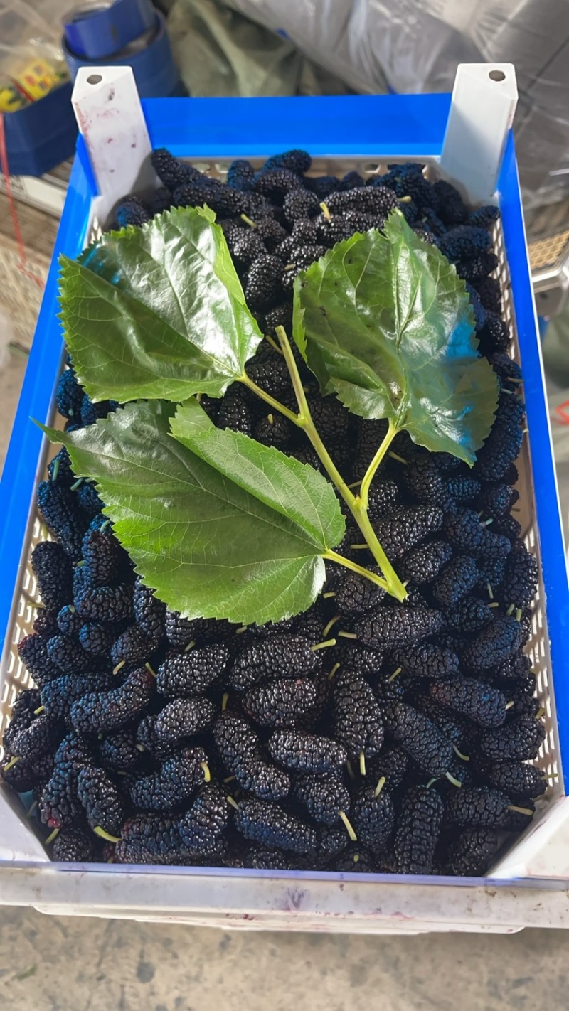 精品反季节桑葚