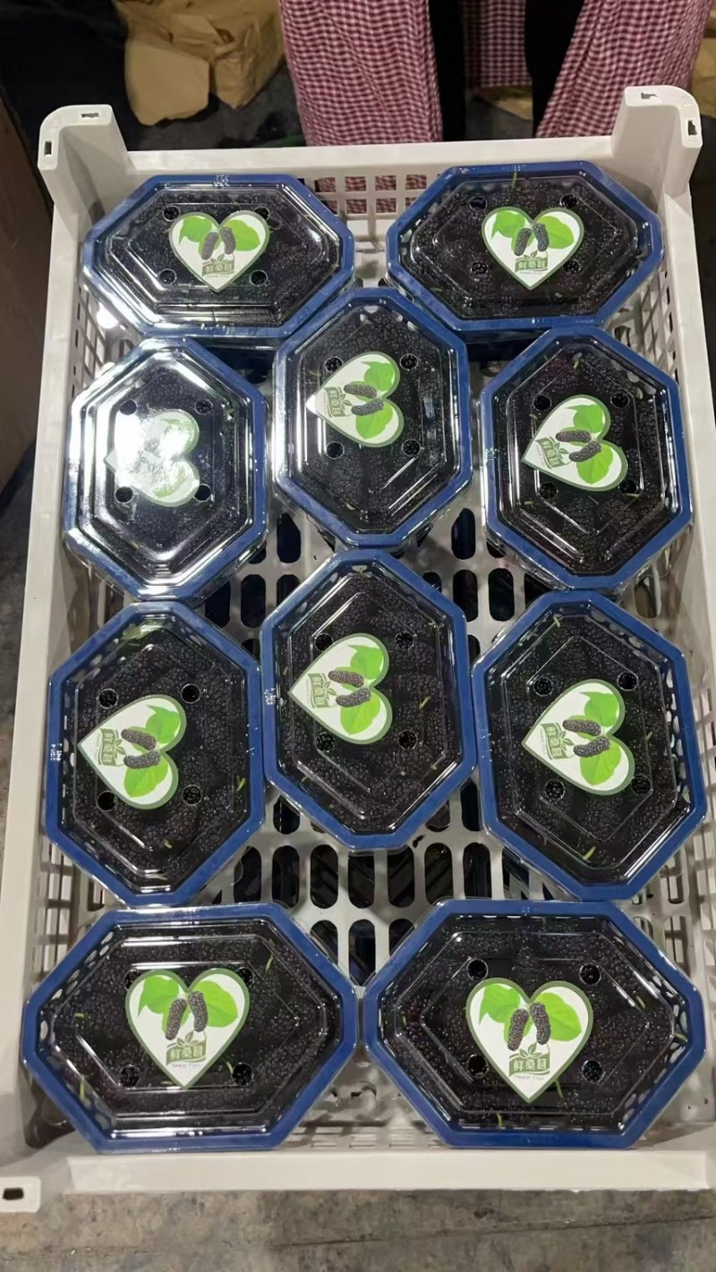 精品反季节桑葚