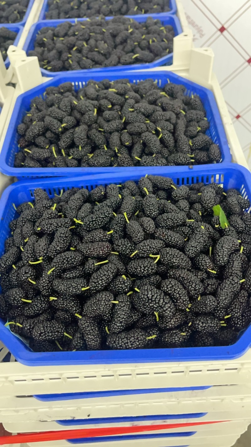 精品反季节桑葚