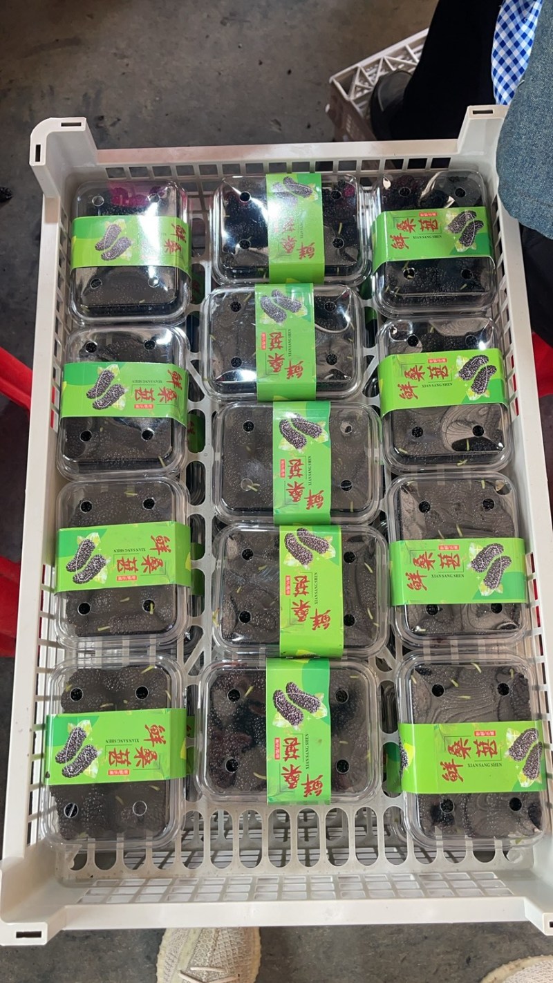 精品反季节桑葚