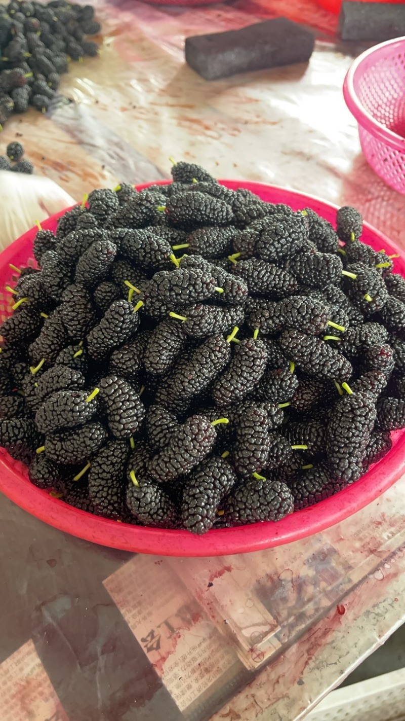 精品反季节桑葚