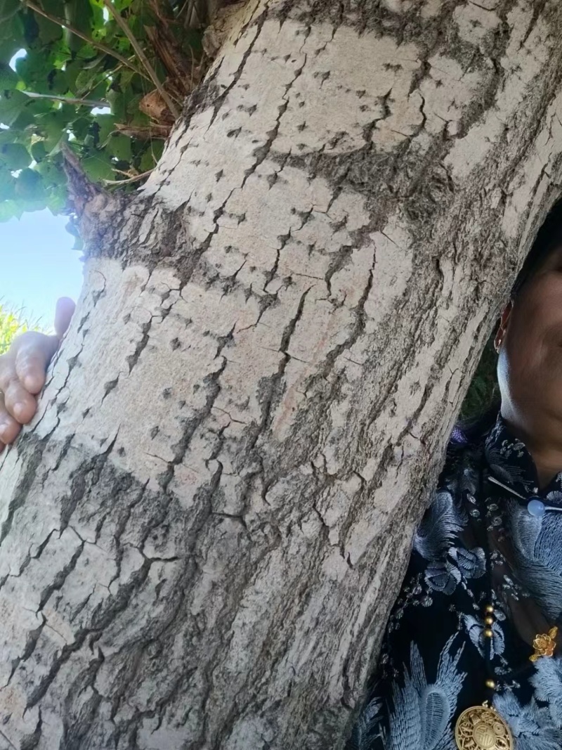 白杨树，木材