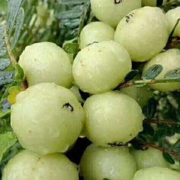 油甘果