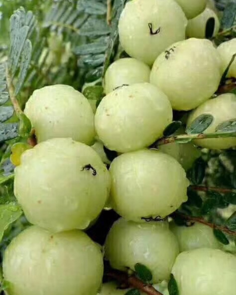 油甘果
