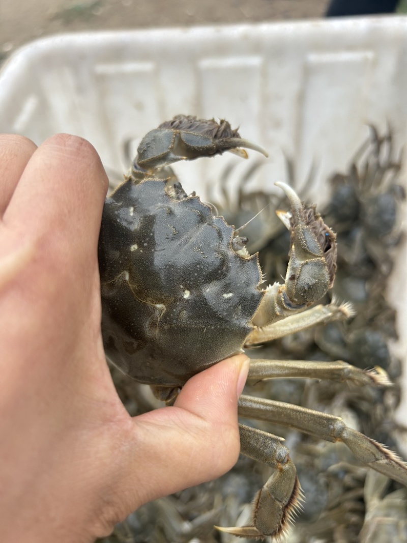 新疆大闸蟹
