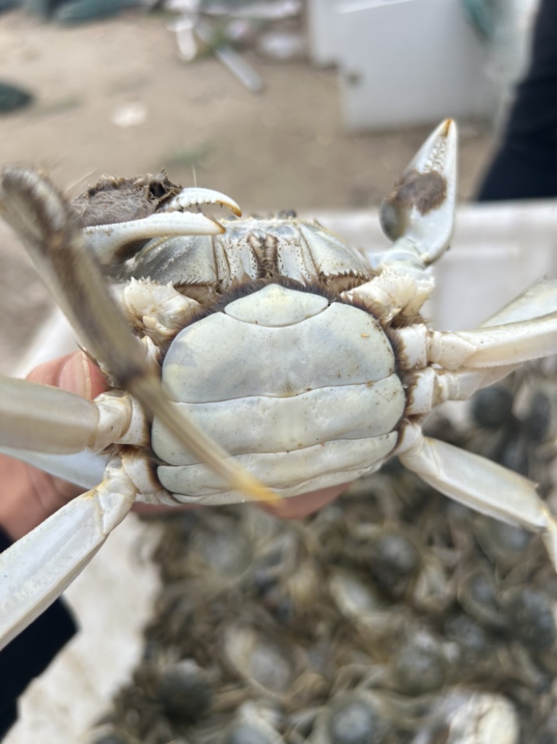 新疆大闸蟹