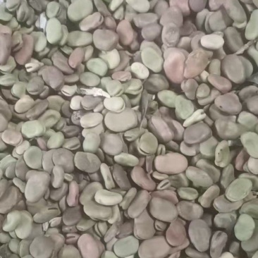 通货蚕豆，价格便宜，保证质量，诚信经营，欢迎光临